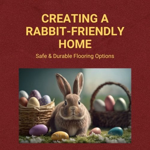 Creating Rabbit Friendly Home